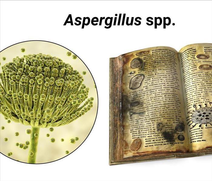 mold spores and a moldy book