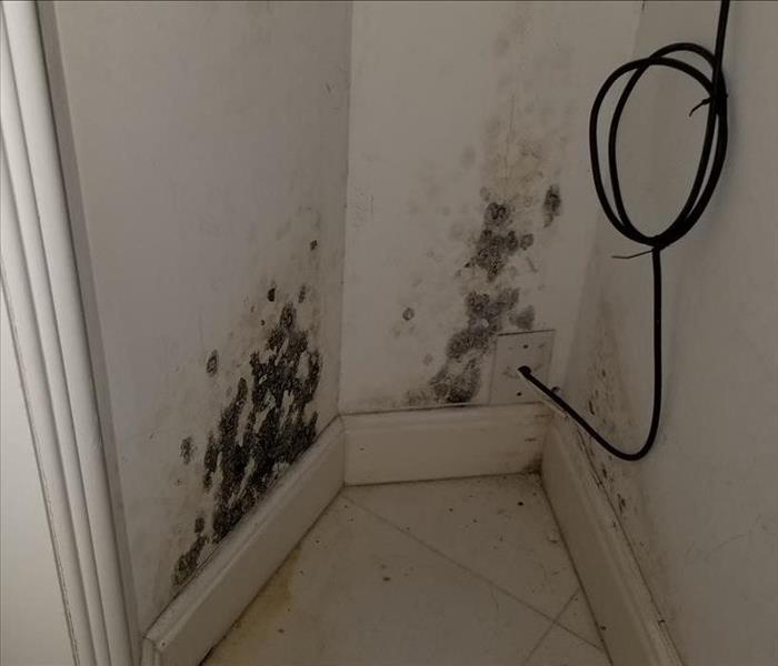 mold on white wall in closet